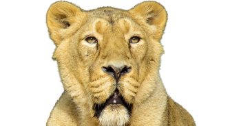 Ascendente en Leo - LeoHoy.net