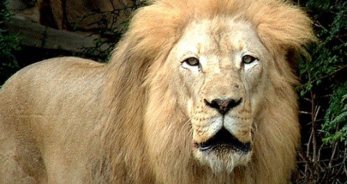 Caracteristicas de Leo - LeoHoy.net
