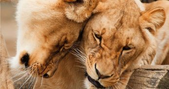 Leo y la amistad - LeoHoy.net